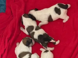 Cachorro raça SRD-ViraLata idade Abaixo de 2 meses nome Sem nome