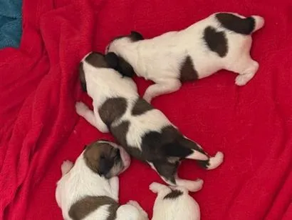 Cachorro raça SRD-ViraLata idade Abaixo de 2 meses nome Sem nome