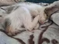 Dora
