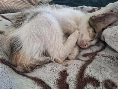 Gato raça SRD-ViraLata idade 2 a 6 meses nome Dora