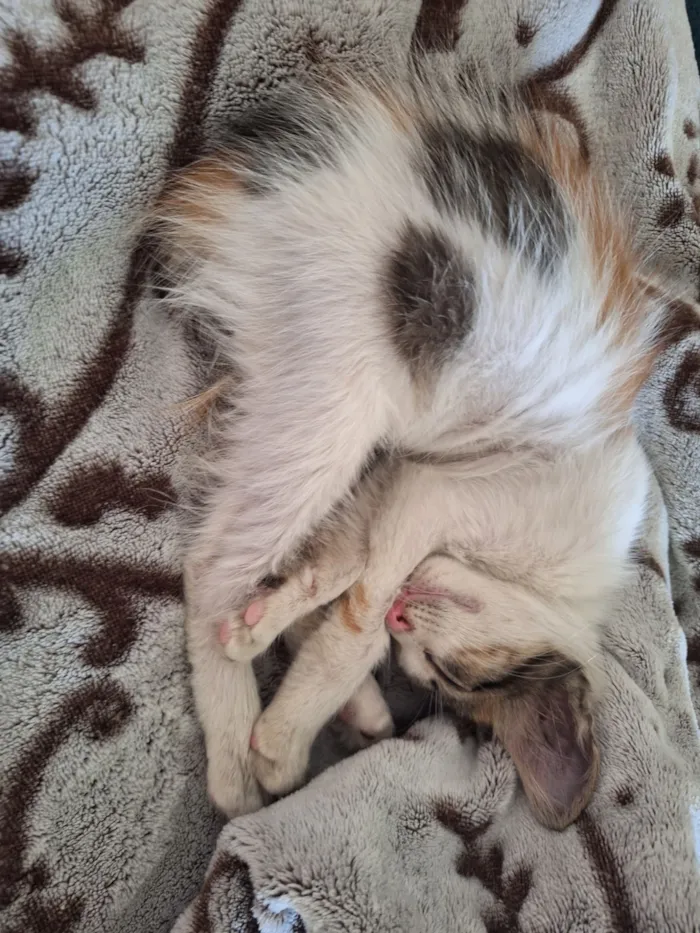 Gato raça SRD-ViraLata idade 2 a 6 meses nome Dora