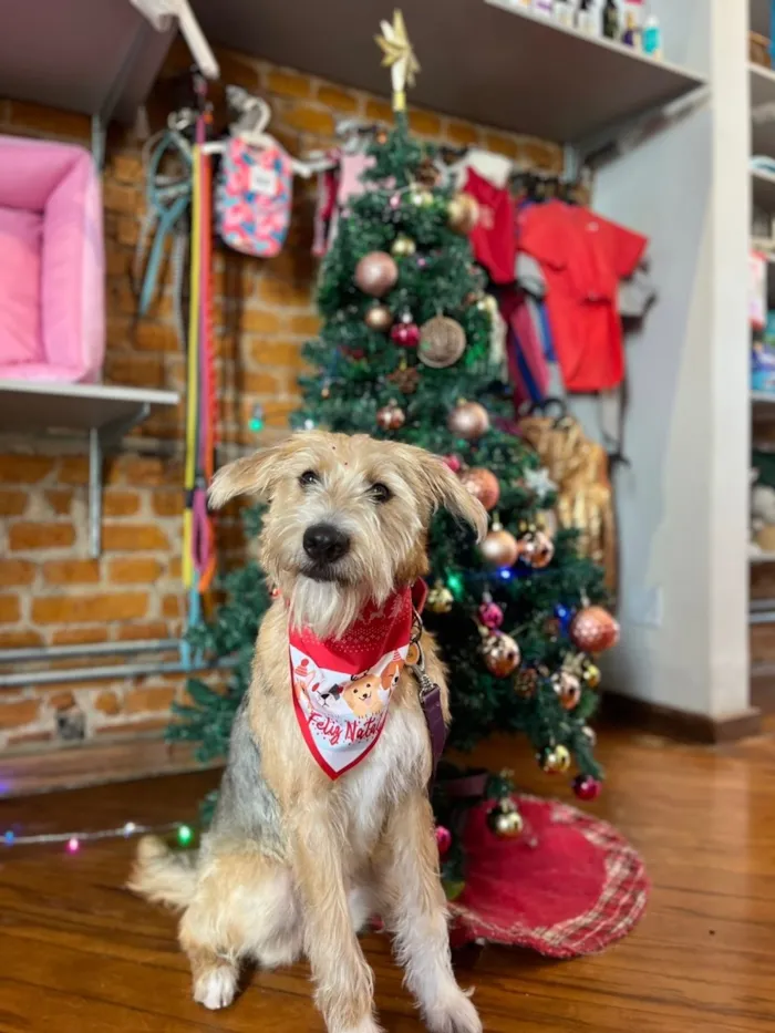 Cachorro raça SRD-ViraLata idade 1 ano nome Teresa