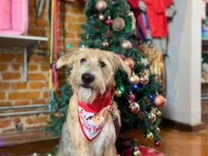 Cachorro raça SRD-ViraLata idade 1 ano nome Teresa