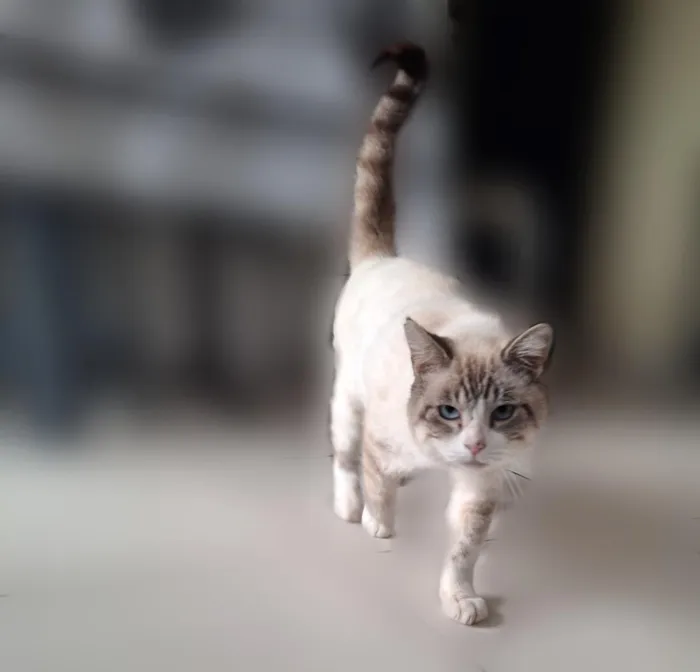 Gato raça SRD-ViraLata idade 2 anos nome não tem 