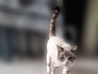 Gato raça SRD-ViraLata idade 2 anos nome não tem 