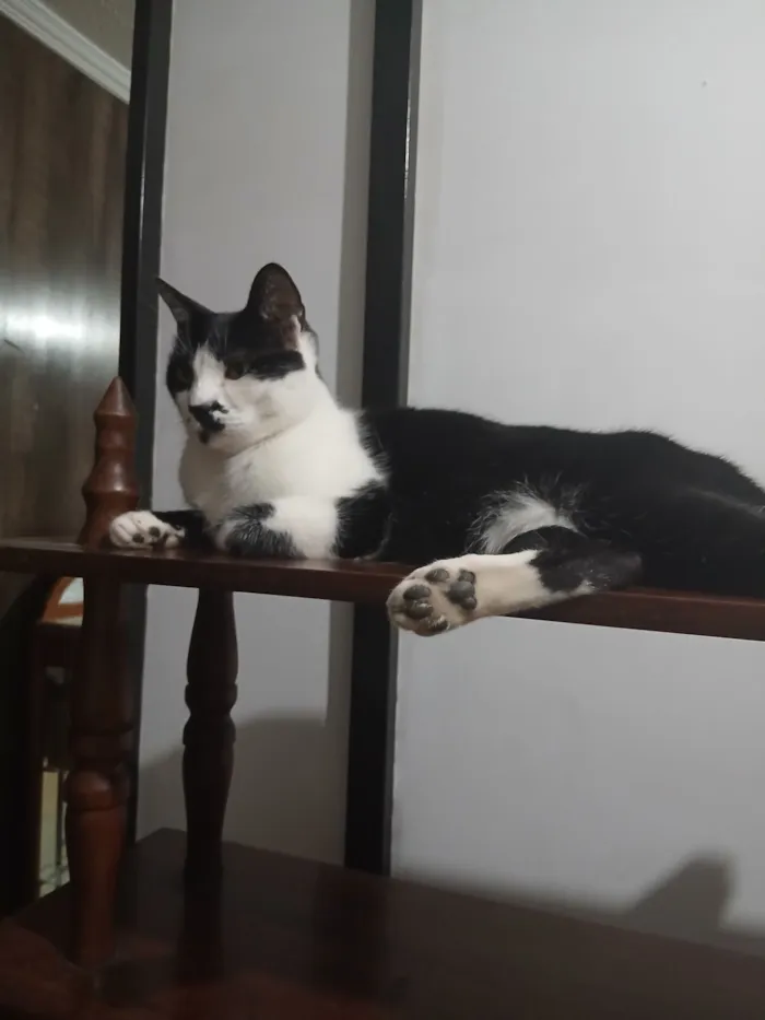 Gato raça SRD-ViraLata idade 4 anos nome thor