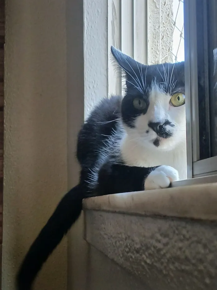 Gato raça SRD-ViraLata idade 4 anos nome thor