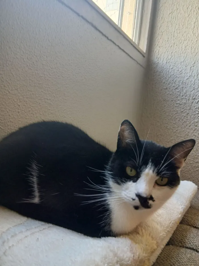 Gato raça SRD-ViraLata idade 4 anos nome thor