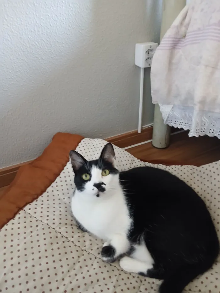 Gato raça SRD-ViraLata idade 4 anos nome thor