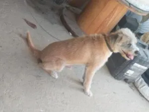 Cachorro raça SRD-ViraLata idade 6 ou mais anos nome Petruque