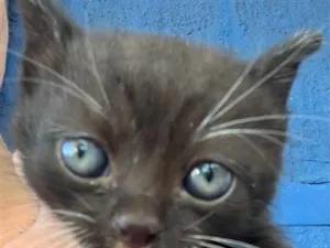 Gato raça SRD-ViraLata idade Abaixo de 2 meses nome Tom