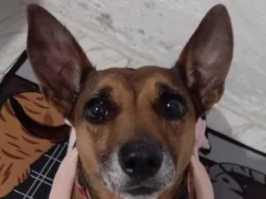 Cachorro raça SRD-ViraLata idade 4 anos nome Shakira 
