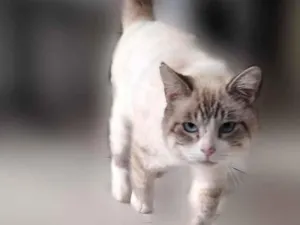 Gato raça SRD-ViraLata idade 2 anos nome não tem 