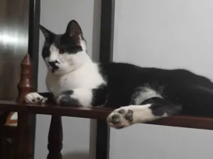 Gato raça SRD-ViraLata idade 4 anos nome thor