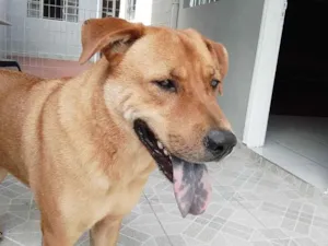 Cachorro raça SRD-ViraLata idade 3 anos nome Teddy e Amora
