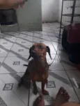 nome Mel,mas não atende pelo nome, talvez por ter sido resgatada grande,ela atende por nenem