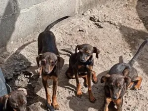 Cachorro raça SRD-ViraLata idade 7 a 11 meses nome dog, belinha 