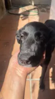 Belinha ou pretinha