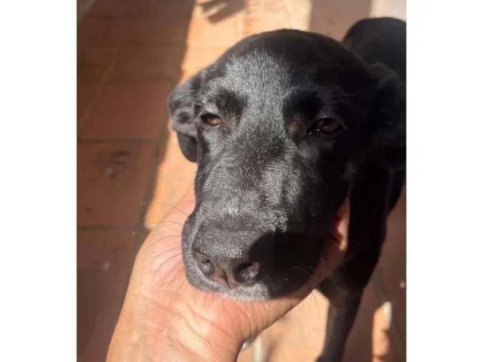 Cachorro raça SRD-ViraLata idade 2 a 6 meses nome Belinha ou pretinha