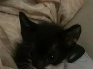 Gato raça SRD-ViraLata idade Abaixo de 2 meses nome Frajolinha