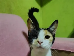 Gato raça SRD-ViraLata idade 2 anos nome Mel