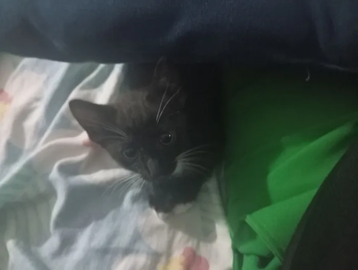 Gato raça SRD-ViraLata idade Abaixo de 2 meses nome fofucho