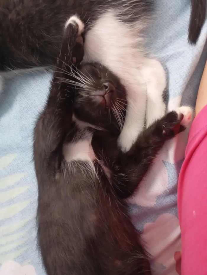 Gato raça SRD-ViraLata idade Abaixo de 2 meses nome fofucho