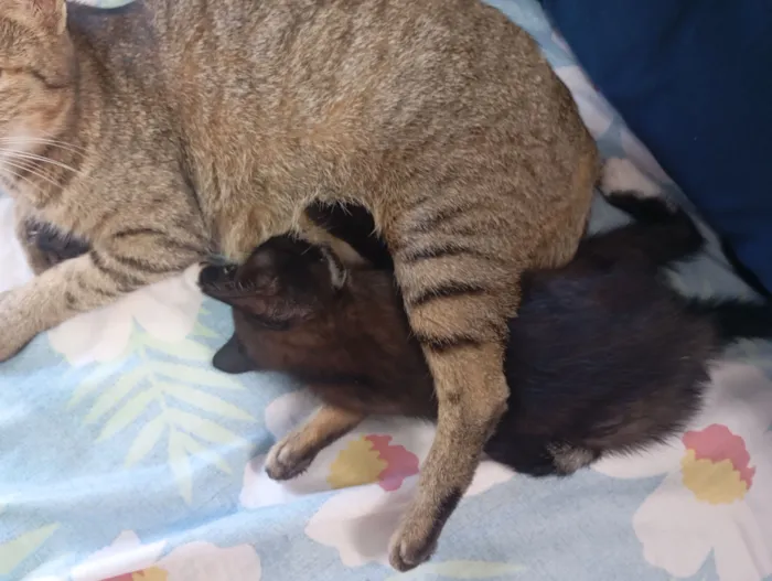 Gato raça SRD-ViraLata idade Abaixo de 2 meses nome fofucho