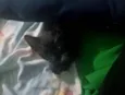 fofucho