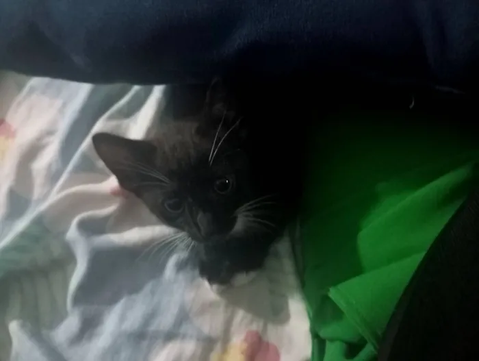 Gato raça SRD-ViraLata idade Abaixo de 2 meses nome fofucho