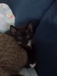 fofucho