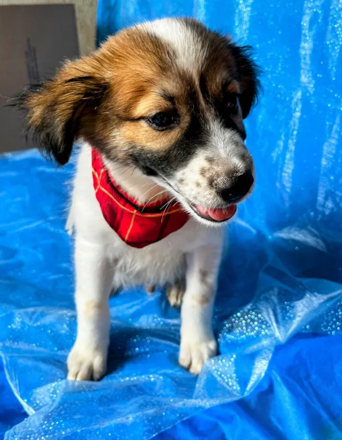 Cachorro raça SRD-ViraLata idade 2 a 6 meses nome Luck 