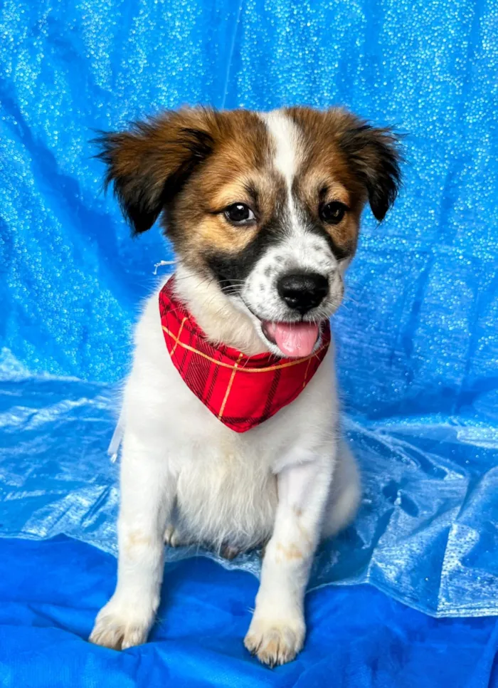 Cachorro raça SRD-ViraLata idade 2 a 6 meses nome Luck 