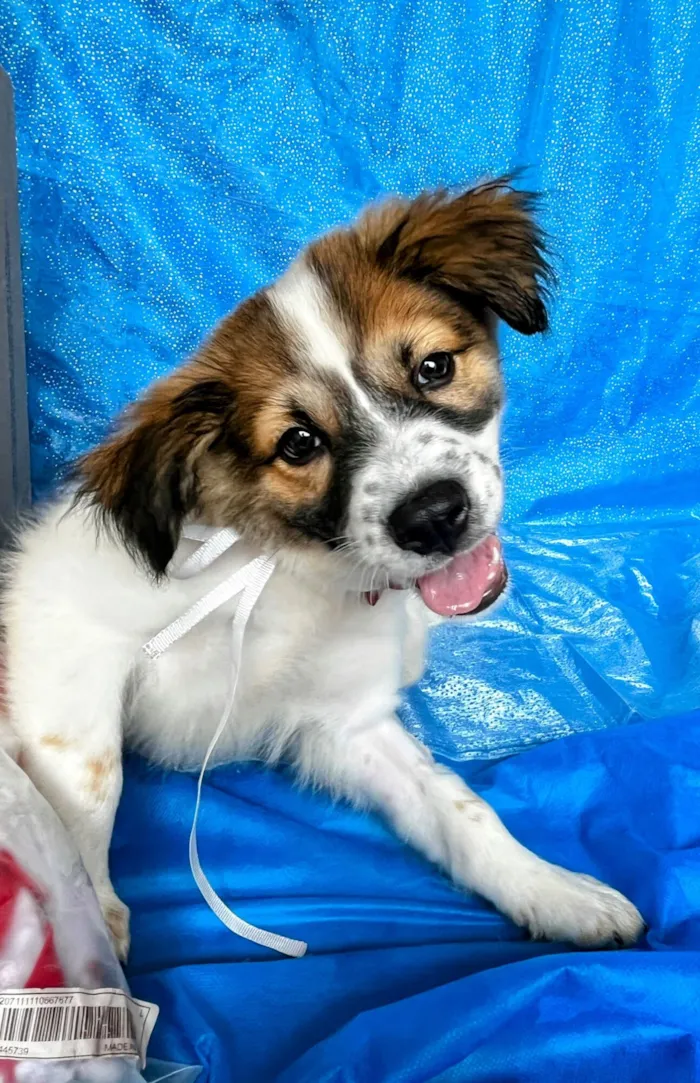 Cachorro raça SRD-ViraLata idade 2 a 6 meses nome Luck 