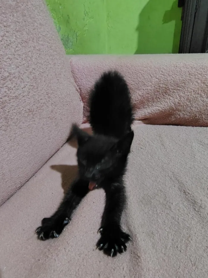 Gato raça SRD-ViraLata idade Abaixo de 2 meses nome ainda não tem nome.