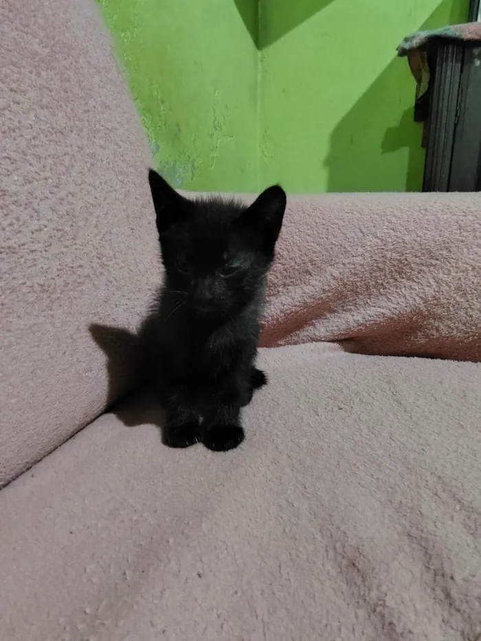Gato raça SRD-ViraLata idade Abaixo de 2 meses nome ainda não tem nome.