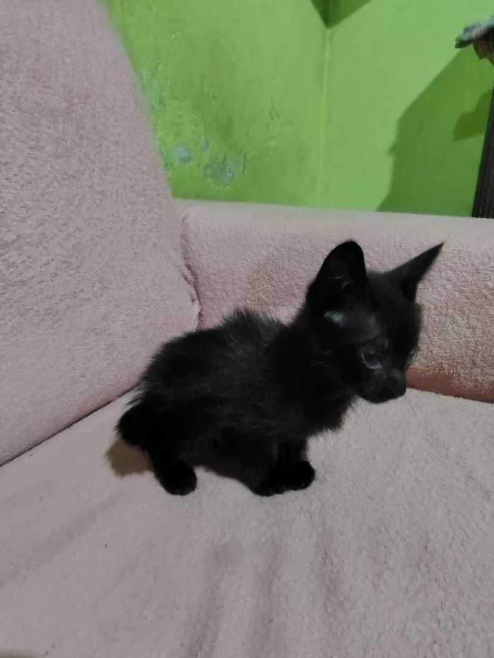 Gato raça SRD-ViraLata idade Abaixo de 2 meses nome ainda não tem nome.