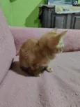 ainda não tem nome.