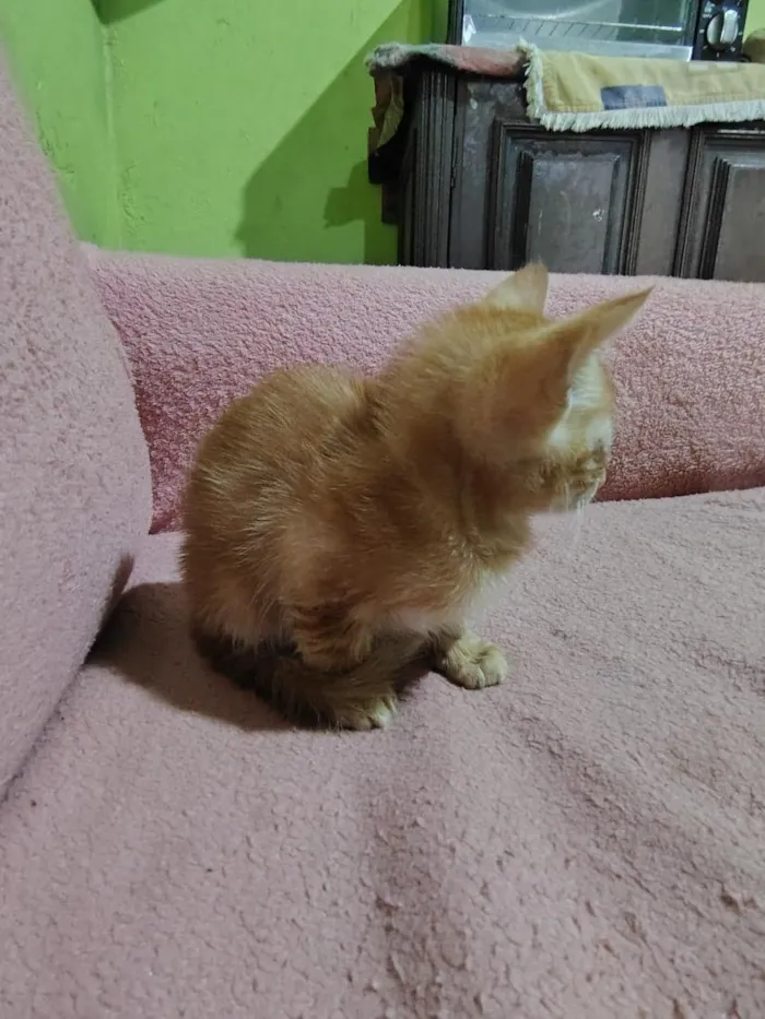 Gato raça SRD-ViraLata idade Abaixo de 2 meses nome ainda não tem nome.