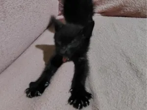 Gato raça SRD-ViraLata idade Abaixo de 2 meses nome ainda não tem nome.