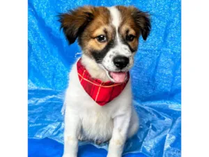Cachorro raça SRD-ViraLata idade 2 a 6 meses nome Luck 