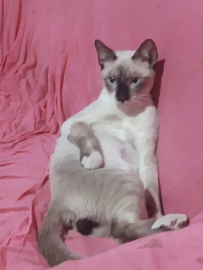 Gato raça Angorá idade 1 ano nome Gordin
