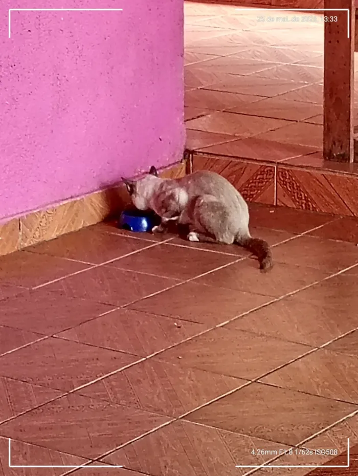 Gato raça Angorá idade 1 ano nome Gordin