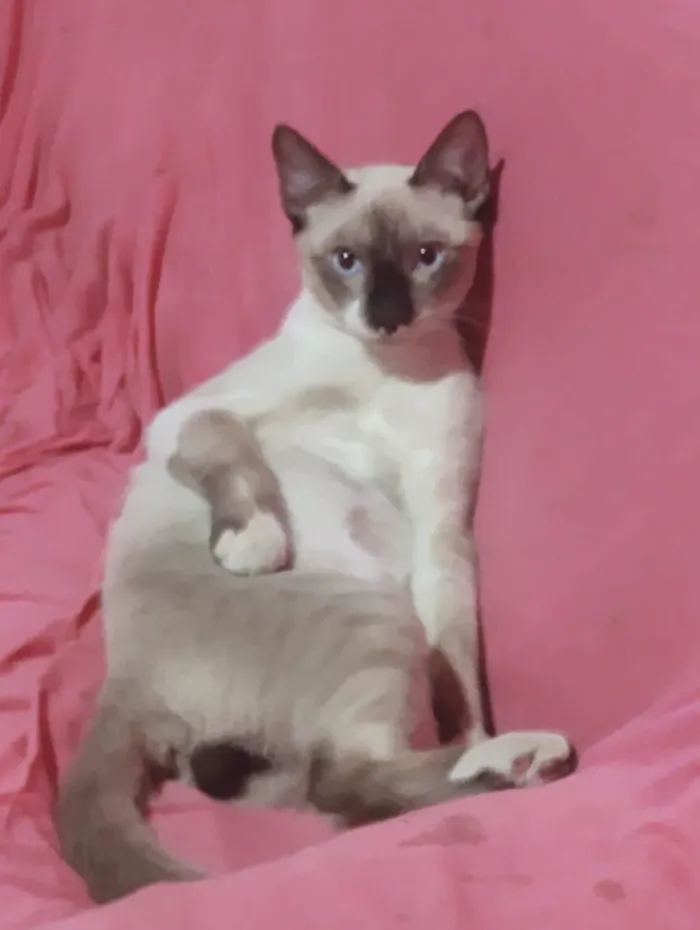 Gato raça Angorá idade 1 ano nome Gordin