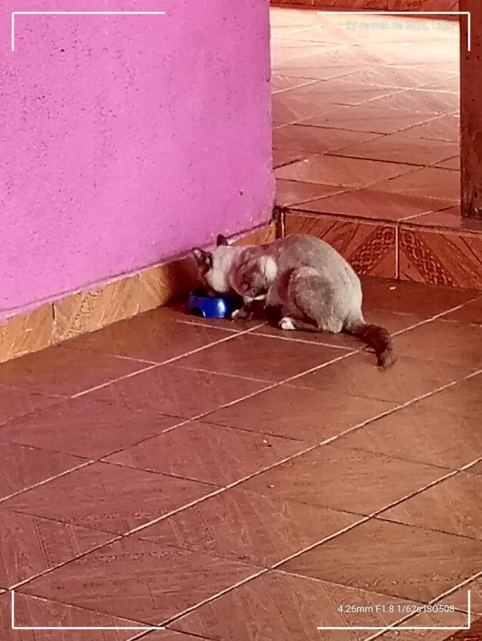 Gato raça Angorá idade 1 ano nome Gordin