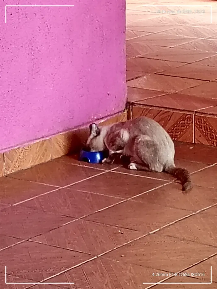 Gato raça Angorá idade 1 ano nome Gordin