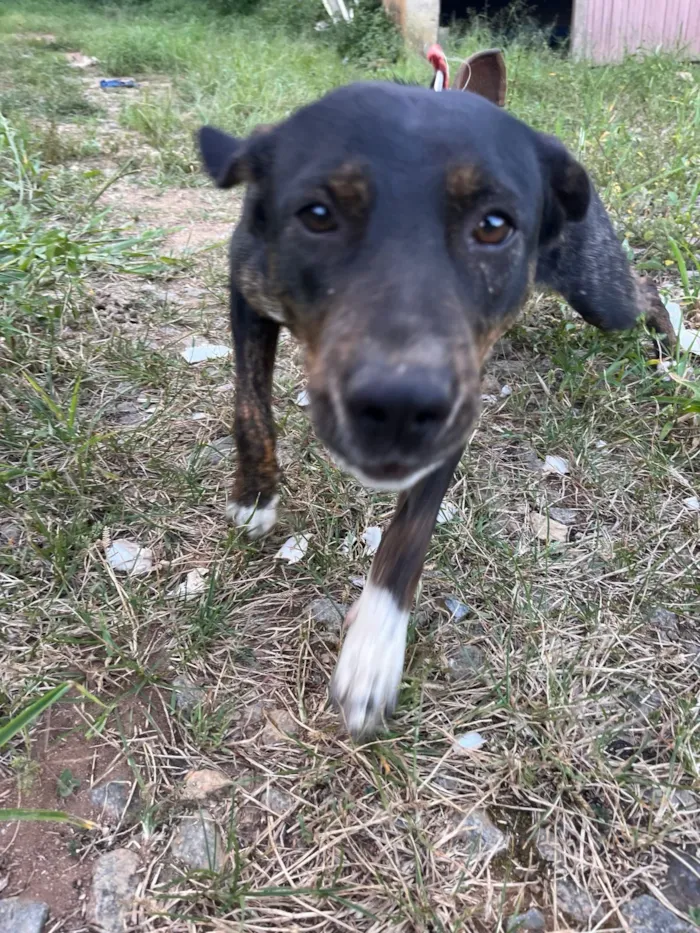 Cachorro raça SRD-ViraLata idade 1 ano nome Sandy
