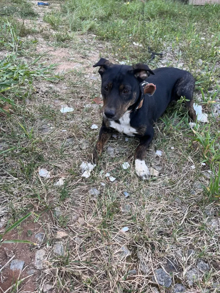 Cachorro raça SRD-ViraLata idade 1 ano nome Sandy