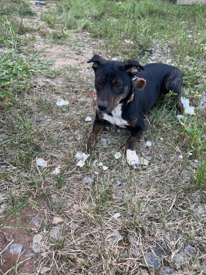 Cachorro raça SRD-ViraLata idade 1 ano nome Sandy