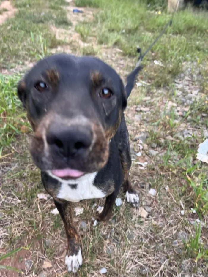 Cachorro raça SRD-ViraLata idade 1 ano nome Sandy